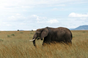 3 Day Masai Mara Tour Package