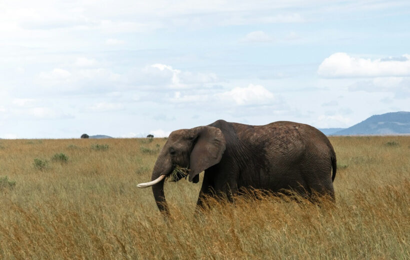 3 Day Masai Mara Tour Package