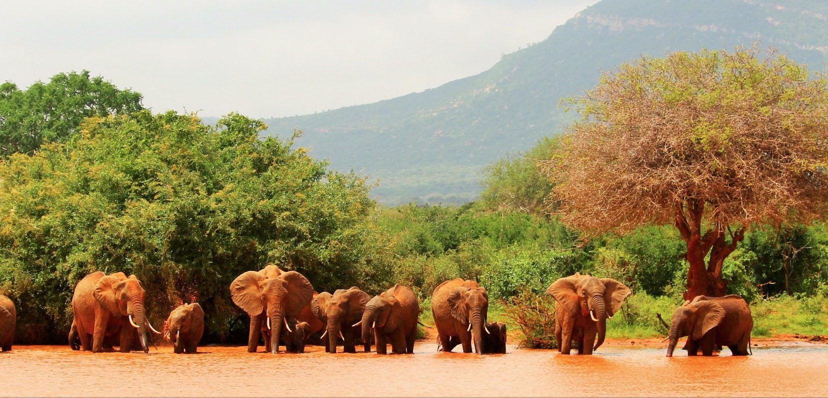 Tsavo