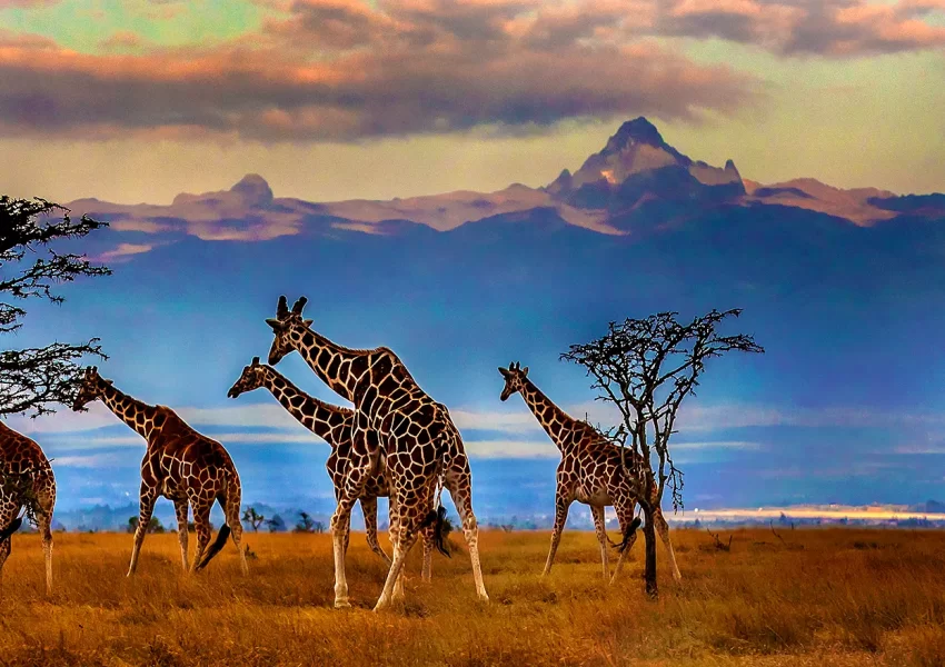 Giraffes with Mt.Kenya in the background