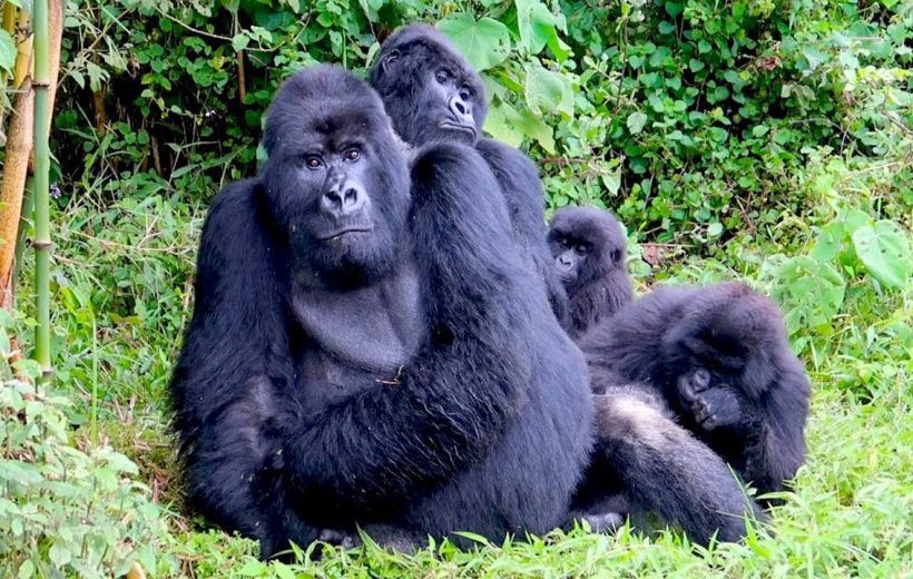 7 Days Trekking And Gorilla Safari -Rwanda