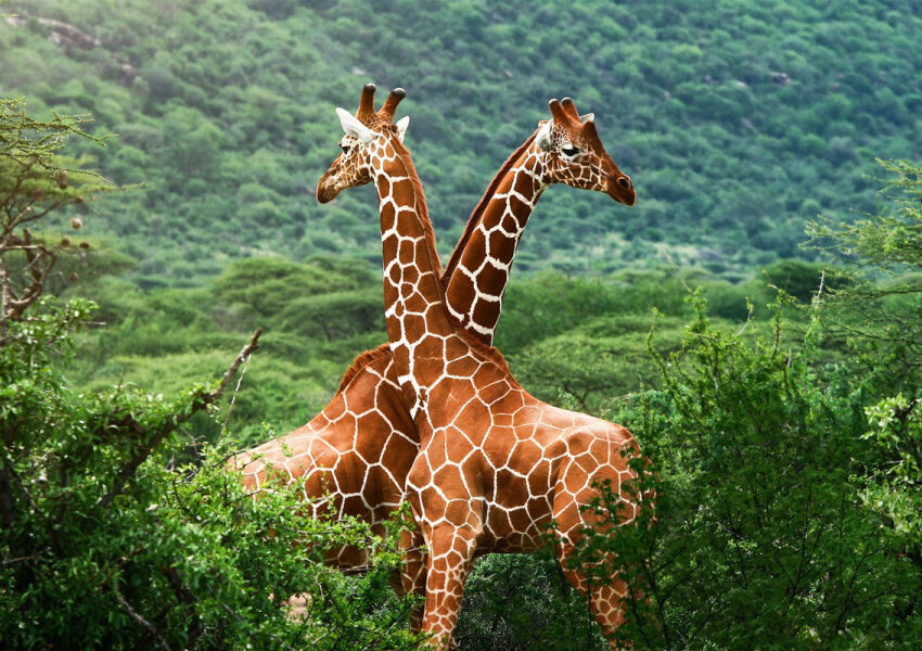 Affordable Masai Mara Safari Packages
