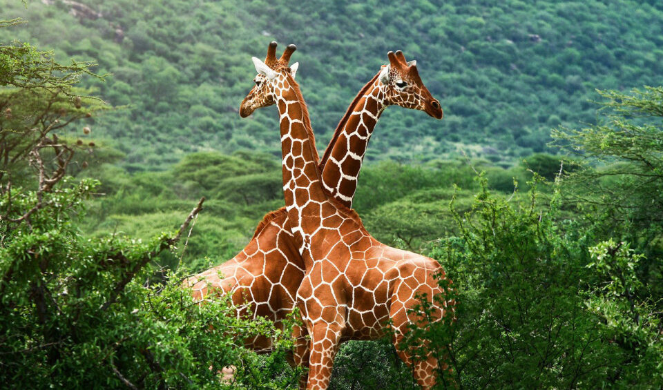 Affordable Masai Mara Safari Packages
