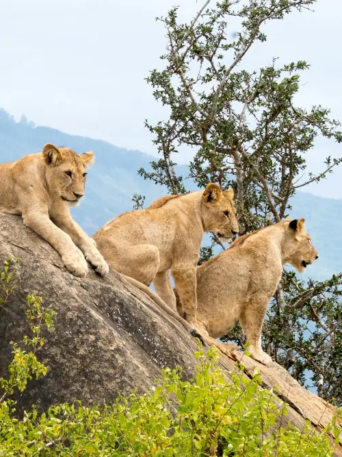 Tsavo East National Park