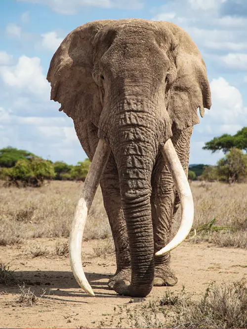 Amboseli National Park