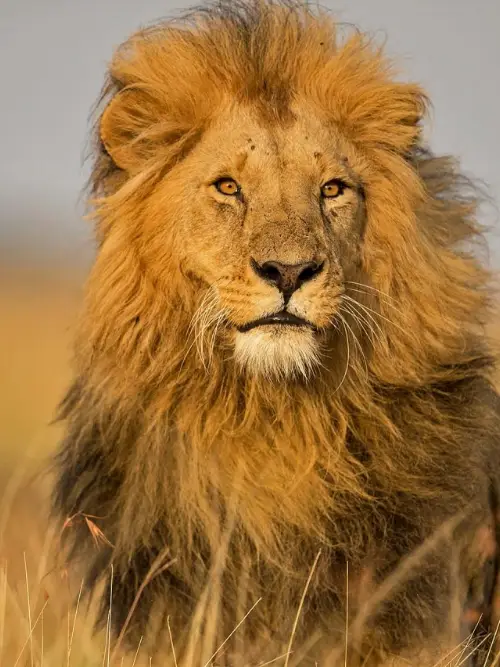 Masai Mara Game Reserve