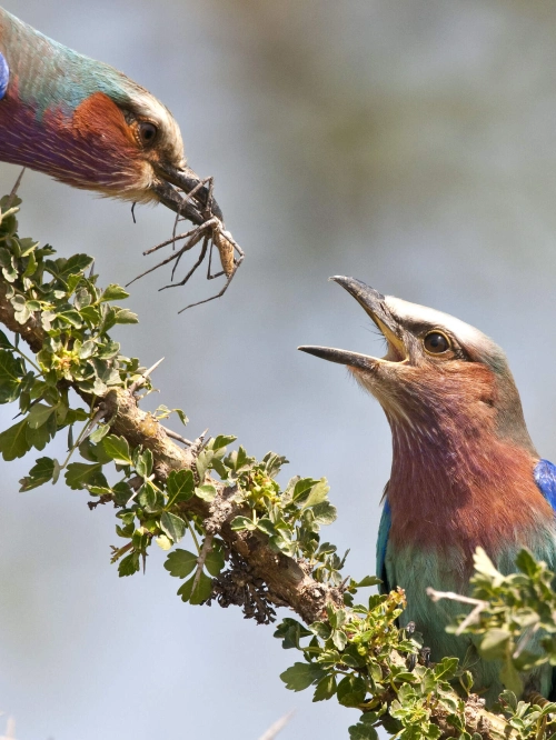 Mt.Kenya National Park Bird Watching