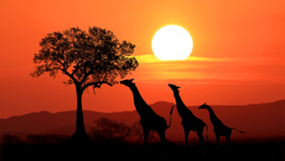 Kenyan Beach or Bush