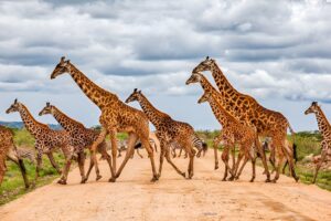 Essential Facts About Masai Mara Every Tourist Should Know