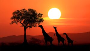 Beach or Bush? How to Choose the Perfect Kenyan Getaway?