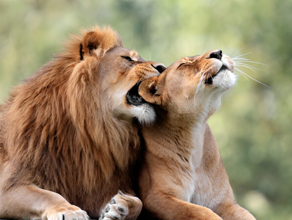 Kenya Big Five