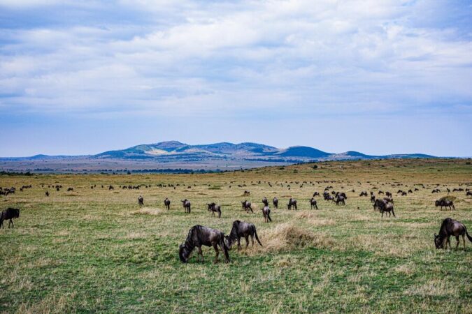 Maasai Mara