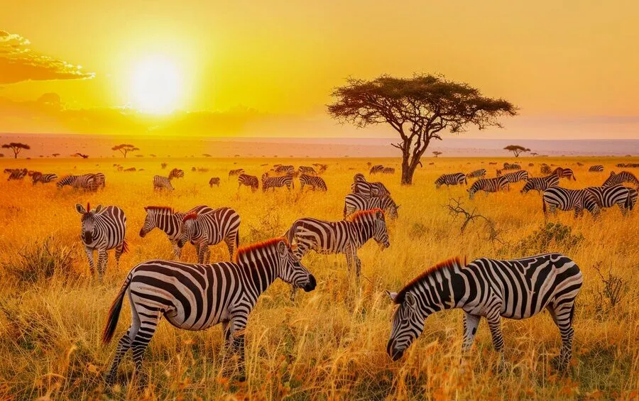 Maasai Mara
