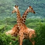 Safari on a Budget: How to Do Masai Mara Without Breaking the Bank