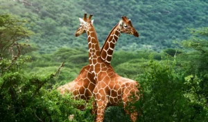 Safari on a Budget: How to Do Masai Mara Without Breaking the Bank