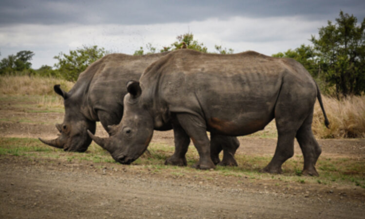 Kenya wildlife safari