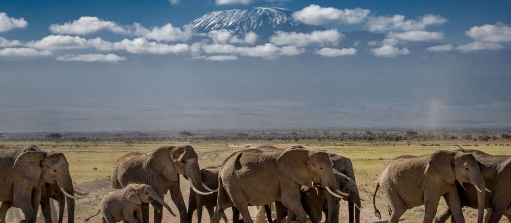 Game Safari