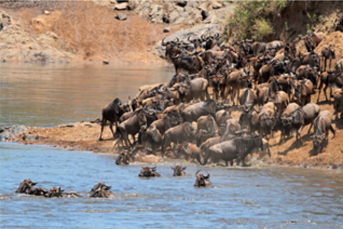 Great Migration Masai Mara