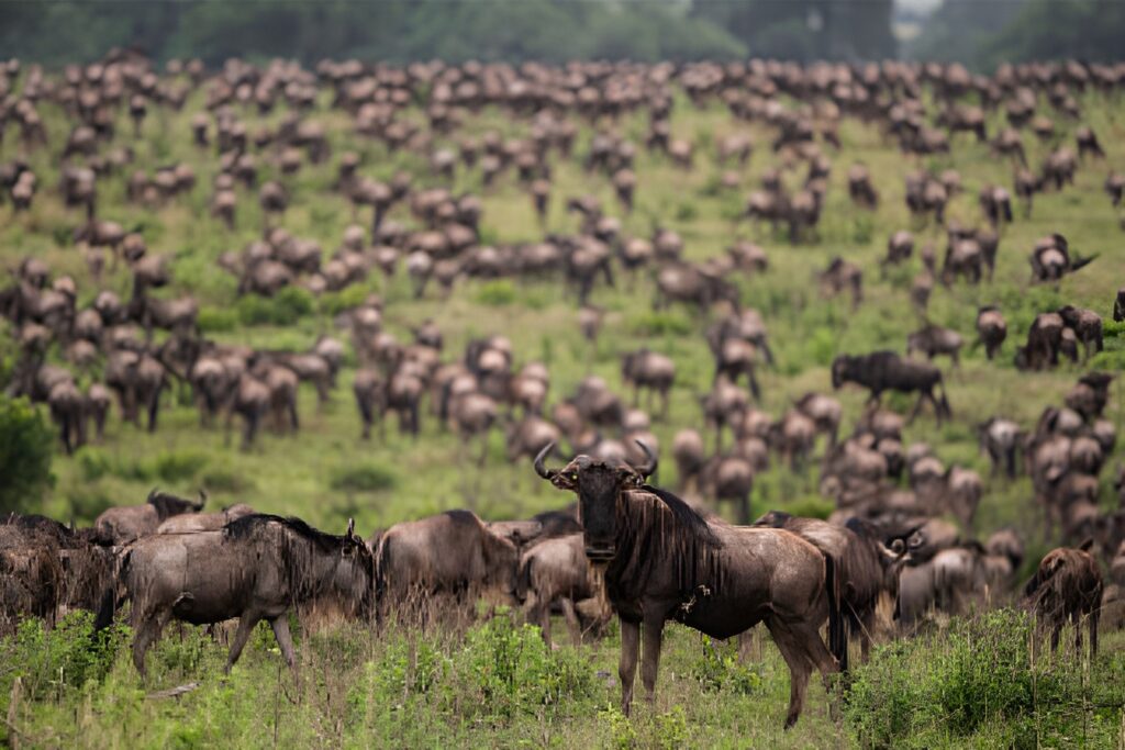 Masai Mara