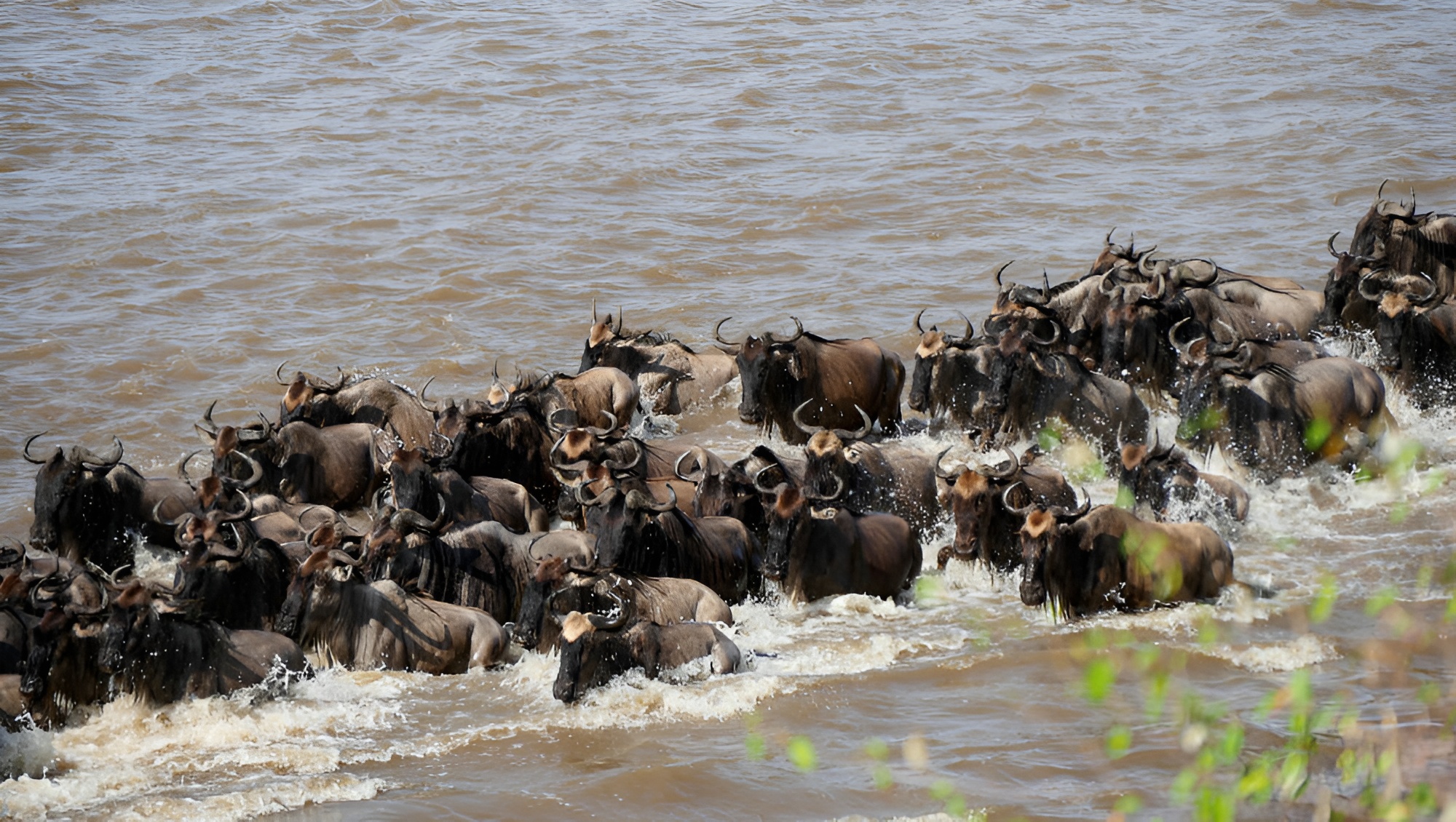 Great Migration Masai Mara